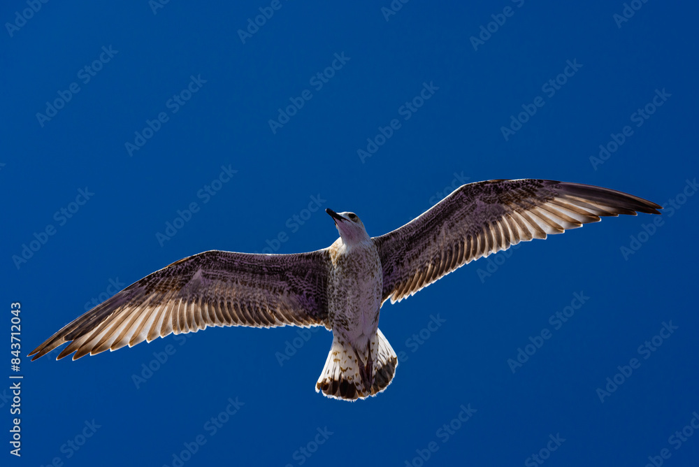 Obraz premium seagull in flight