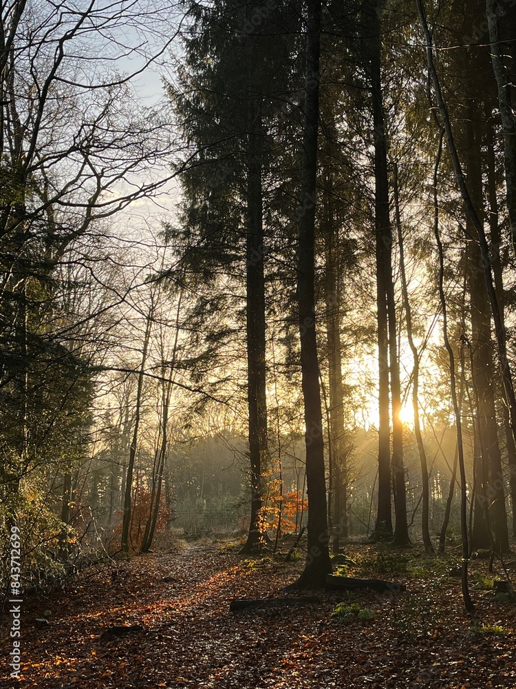 Fototapeta premium morning in the forest