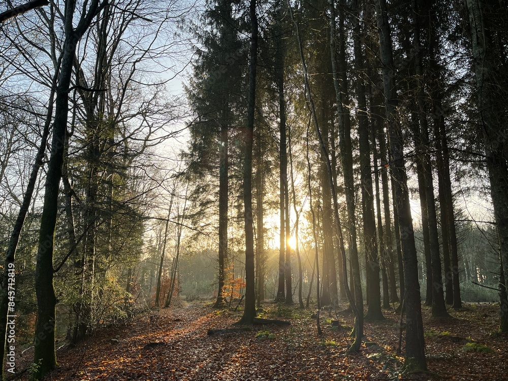 Fototapeta premium morning in the forest