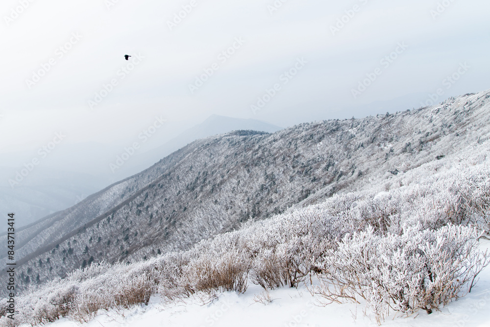 View of the snow-covered mountain with the flying bird View of the snow-covered mountain with the flying bird