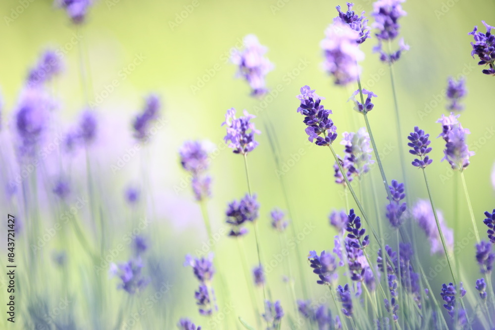 群生して咲く沢山の紫色のラベンダーの花 群生して咲く沢山の紫色のラベンダーの花
