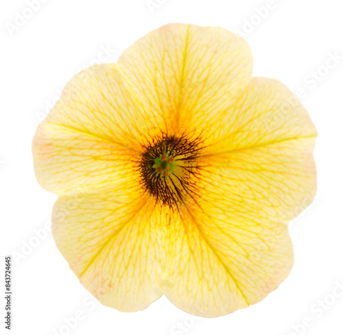 Wallpaper Mural Beautiful flower yellow petunia. Torontodigital.ca