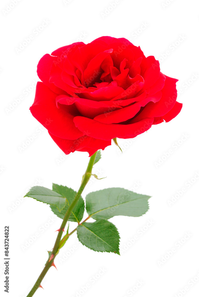 Obraz premium Red beautiful rose.