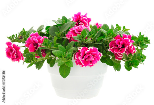 Wallpaper Mural Bouquet of flowers petunia in a pot. Torontodigital.ca