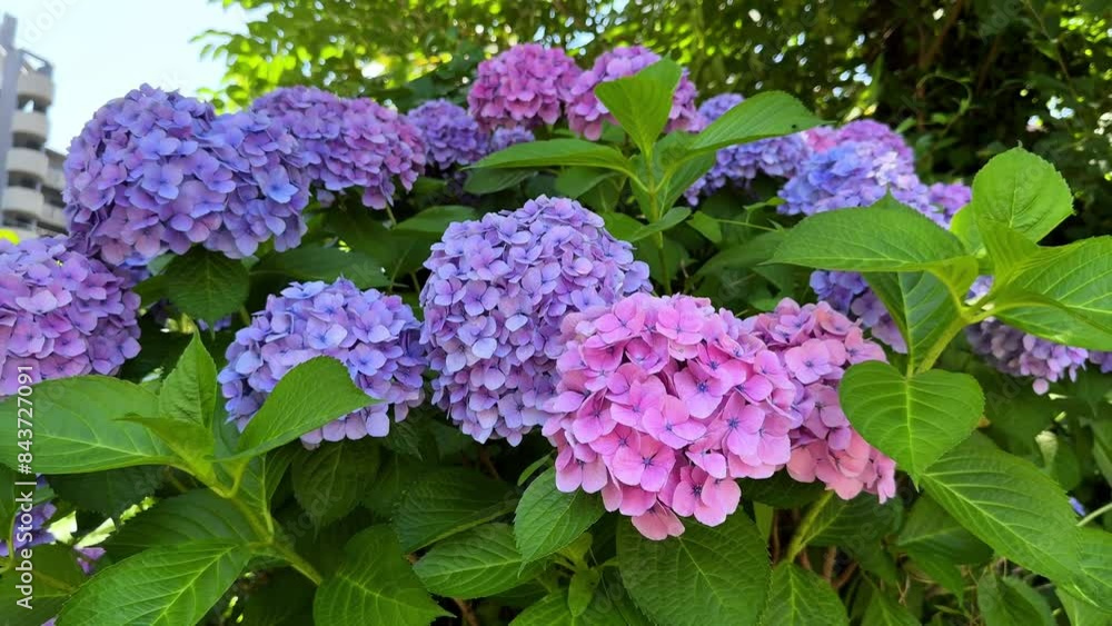 Close-up of vibrant pink and purple hydrangea flowers blooming in a lush garden Close-up of vibrant pink and purple hydrangea flowers blooming in a lush garden