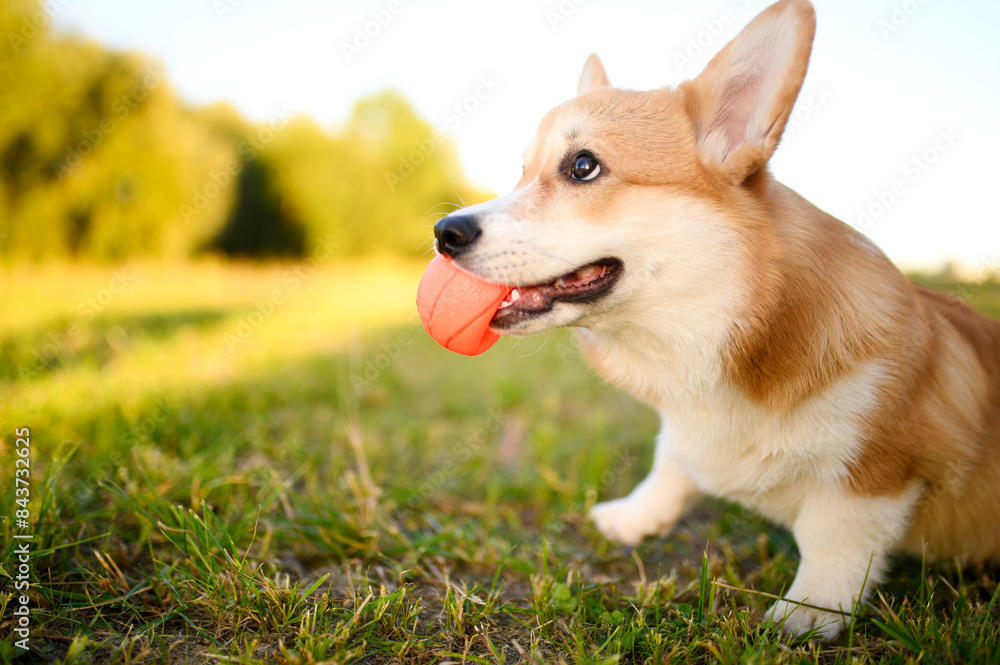 Playful corgi dog happily plays with red ball in green grass on walk. Concept for pets, products and toys for dogs Playful corgi dog happily plays with red ball in green grass on walk. Concept for pets, products and toys for dogs