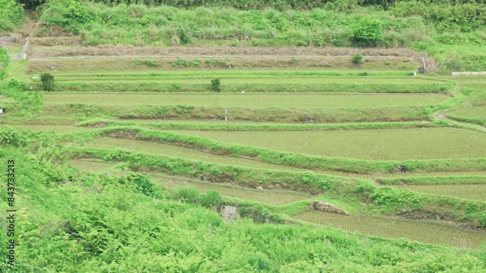 : Paddy field after rice planting, rural Japan : Paddy field after rice planting, rural Japan