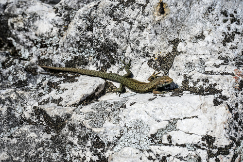 lizard on the stone