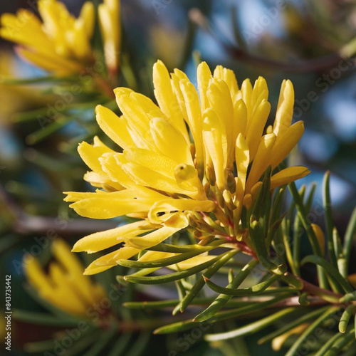 Wattle Day Realistic Mimosa Acacia Dealbata Yellow Flowers Illustration 