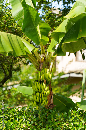 uma árvore carregada de bananas 