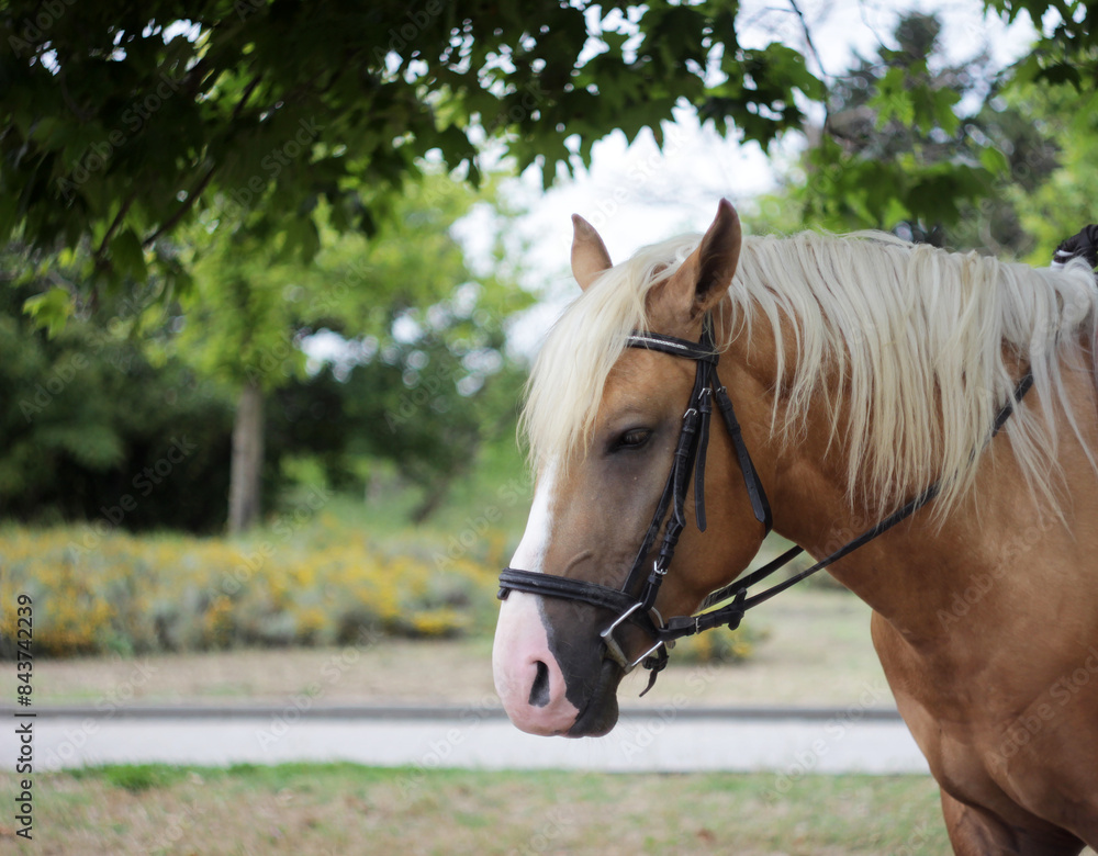 Fototapeta premium beautiful adult horse with a blond mane in the park