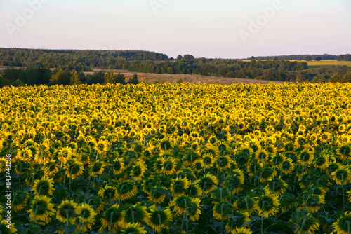 a field of sunflowers with a hill in the background   © Irina