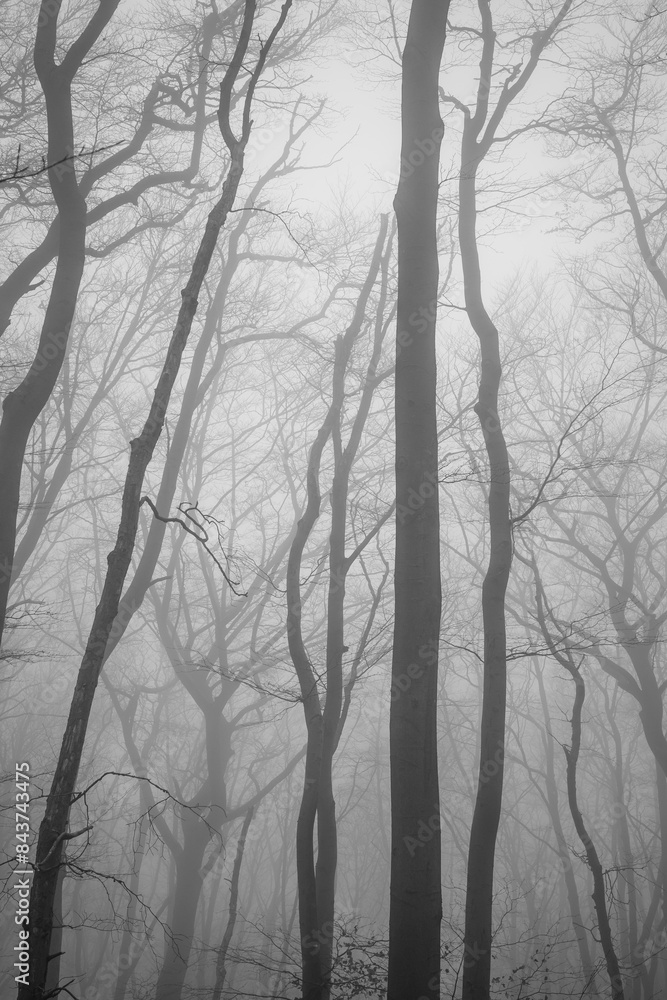 The forest in a fog. The forest in a fog.