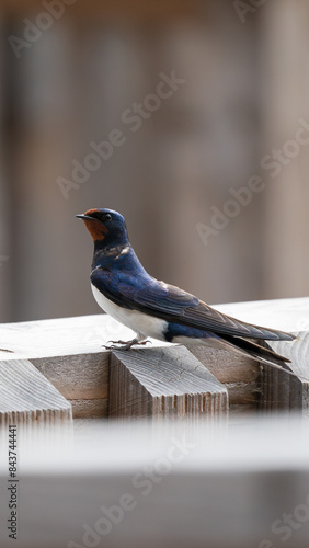 Helsinki, Finland - May 29th 2024: Barn swallow resting on a wooden plank