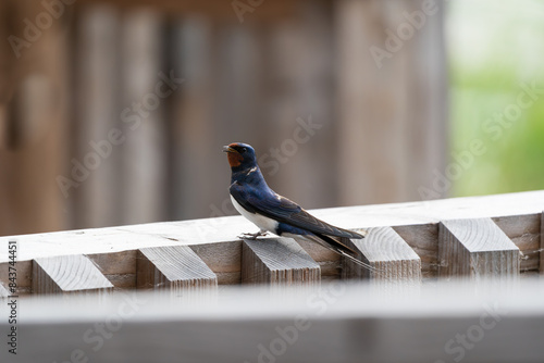 Helsinki, Finland - May 29th 2024: Barn swallow resting on a wooden plank