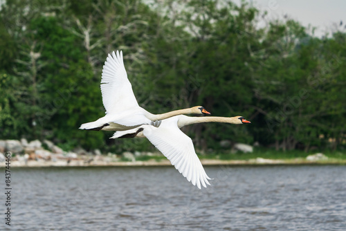 Helsinki, Finland - May 29th 2024: Pair of mute swans flying by above the water next to each other