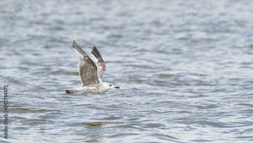 Helsinki, Finland - May 29th 2024: European herring gull with the wings spread flying just above a pond