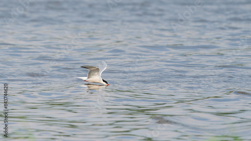 Helsinki, Finland - May 29th 2024: Arctic tern with its beak in the water looking for fish