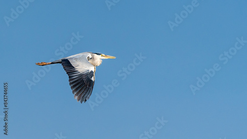 Helsinki, Finland - May 29th 2024: Grey Heron in flight with a clear blue sky