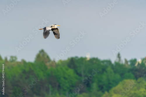 Helsinki, Finland - May 29th 2024: Grey heron flying before a forest line and the clear sky