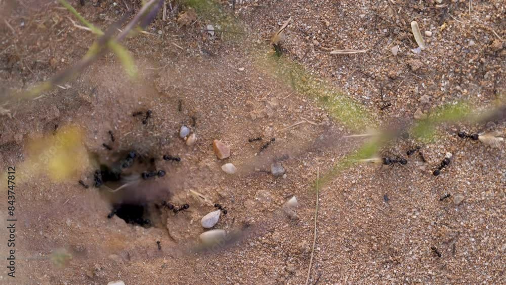 ants of various sizes entering their anthill ants of various sizes entering their anthill