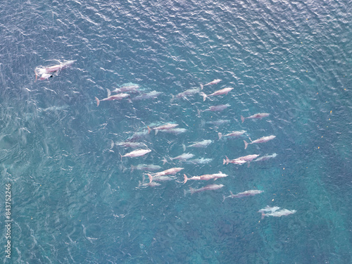 Photography A pod of Spinner dolphins, Stenella longirostris, swims through blue seas in a remote part of Indonesia