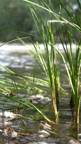 vertical video of some reeds on the river bank