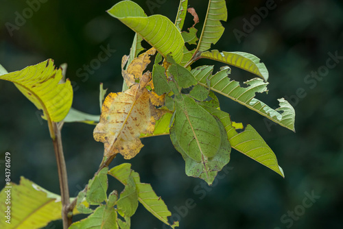 Quadro su tela Dead leaf mantis