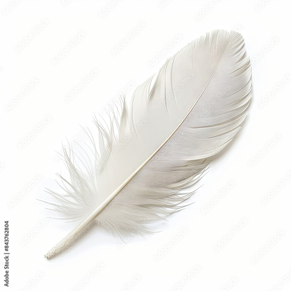 Fototapeta premium Isolated white feather on white background