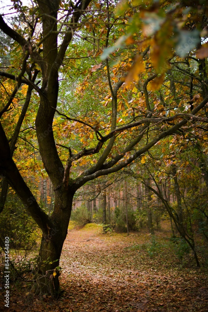 autumn in the park autumn in the park