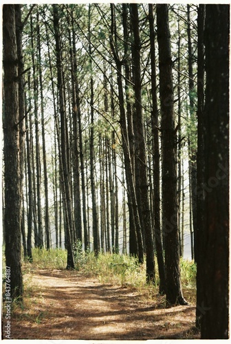 path in the woods