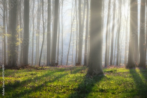 morning in the forest