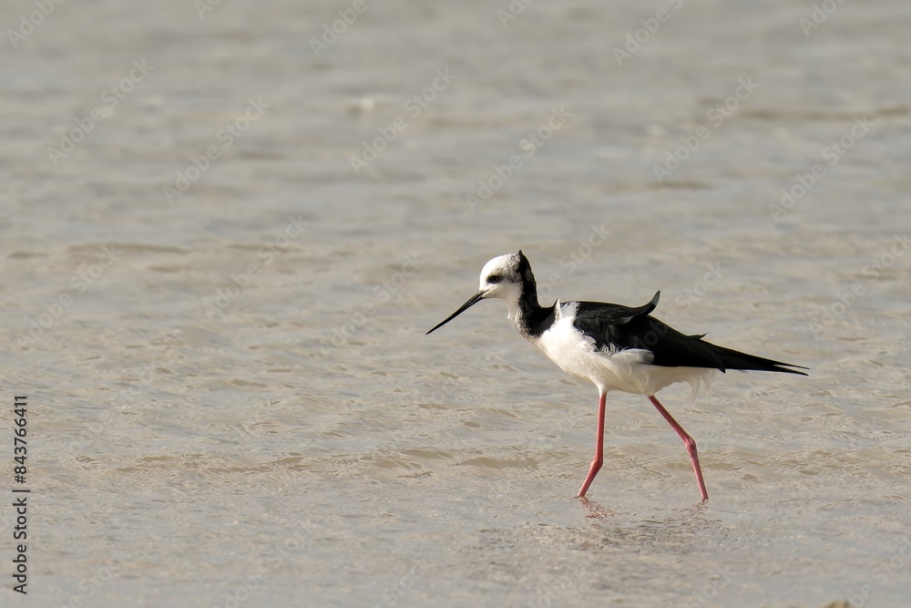 A pied stilt looking for a catch on a sea shore A pied stilt looking for a catch on a sea shore