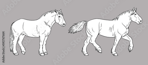Illustration of the draft horse - Percheron. Silhouette of heavy horses. 