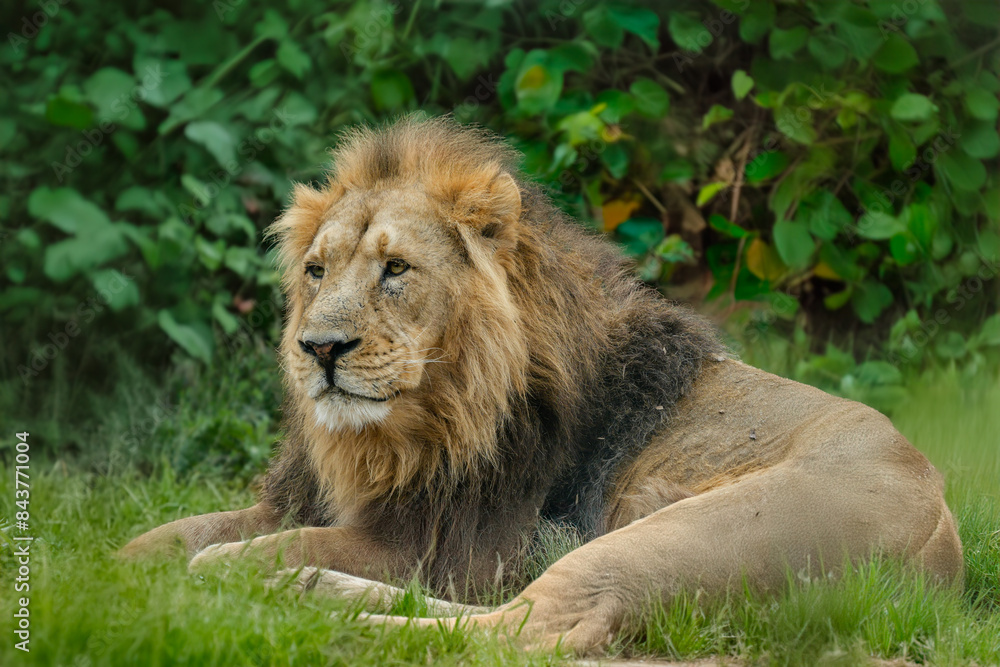 Beautiful male Asiatic lion, lying down, resting in the grass, Beautiful male Asiatic lion, lying down, resting in the grass,