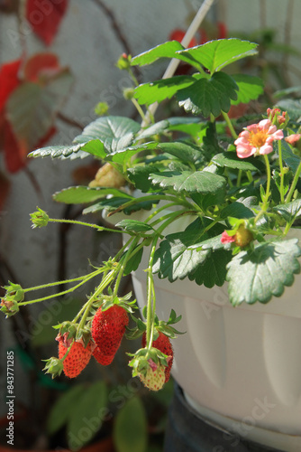 Ripening berries of ampelous strawberries