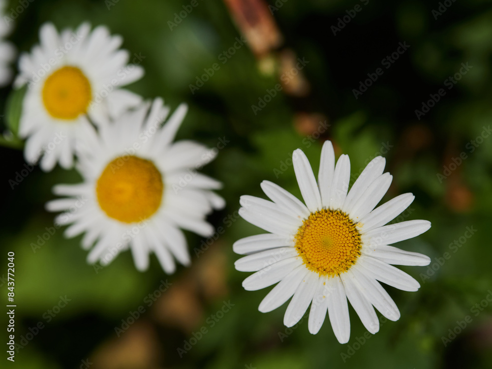 Chamomile flower field. Camomile in the nature. Field of camomiles at sunny day at nature. Camomile daisy flowers in summer day. Chamomile flowers field wide background in sun light Chamomile flower field. Camomile in the nature. Field of camomiles at sunny day at nature. Camomile daisy flowers in summer day. Chamomile flowers field wide background in sun light