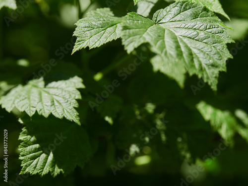 Herb wall, plant wall, natural green wallpaper and background. nature wall. Nature background of green forest