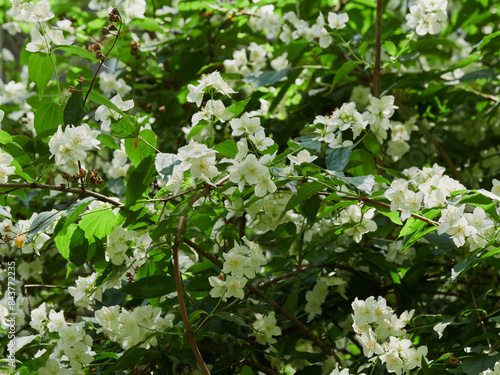 Blooming jasmine shrub on summer day. Blossoming Jasmine flowers in spring garden. Beauty in nature.