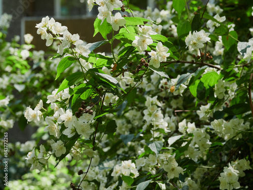 Blooming jasmine shrub on summer day. Blossoming Jasmine flowers in spring garden. Beauty in nature.