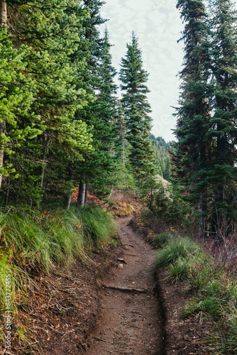 path in the forest