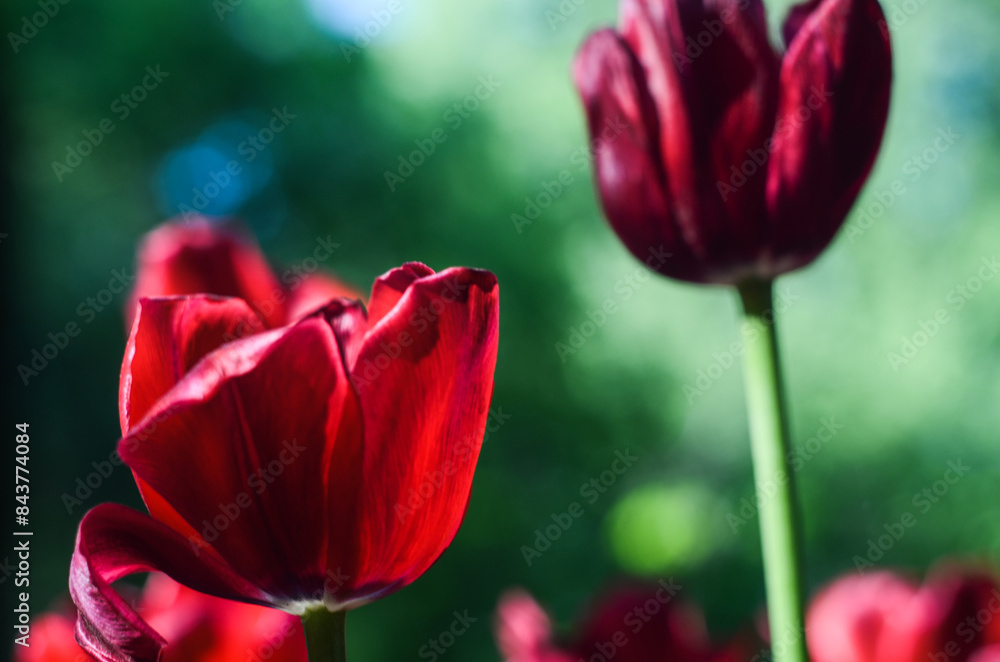 Red tulips on a blurred background with a bokeh effect. Romantic delicate flower buds with spectacular colors Red tulips on a blurred background with a bokeh effect. Romantic delicate flower buds with spectacular colors