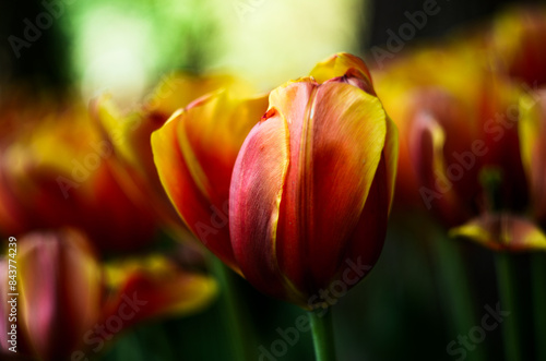 Beautiful bright and delicate red-orange tulip. Flower bud shot up close with a bokeh effect and a blurred background