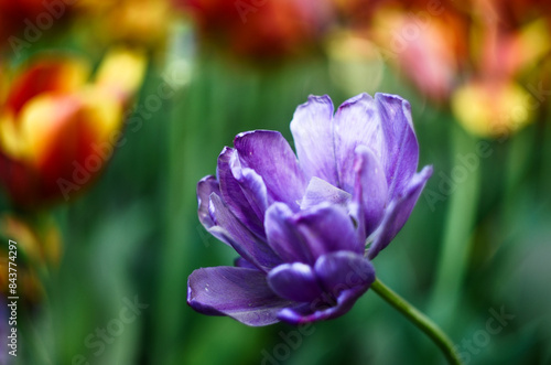 Separate bright purple peony-shaped tulip on a blurred background of other colors. A beautiful purple flower in the garden in closeup view