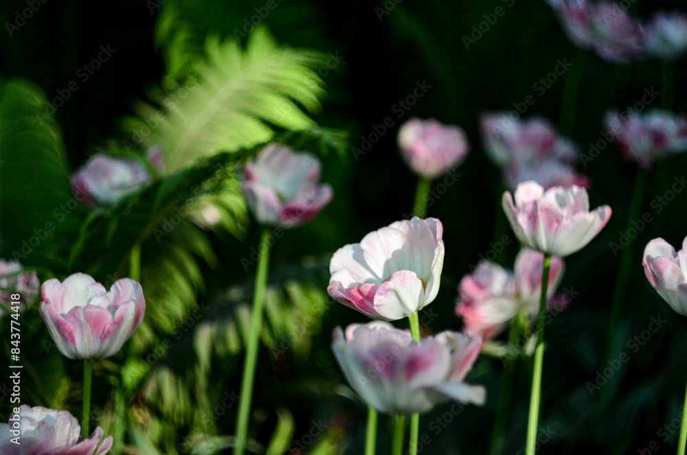 Fototapeta premium Composition of delicate pink tulips and green ferns in the garden. Focusing on single flowers. Blurred background with bokeh effect