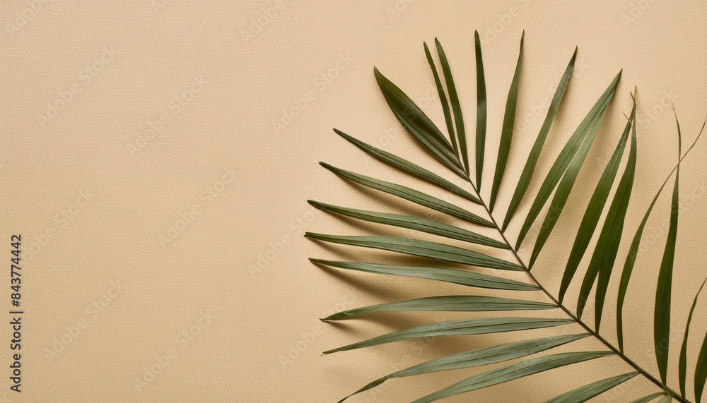 Natural palm leaf shadow on light beige sandy color background, banner with copy space. Natural palm leaf shadow on light beige sandy color background, banner with copy space.
