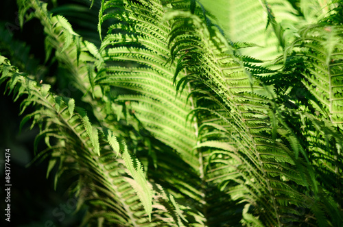 Background with ferns and selective focus. Bright and fresh natural warm green color and deep shadows