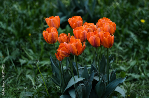 A group of beautiful bright orange tulips in the garden. A bed of orange flowers in the field