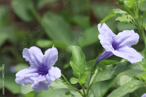Ruellia simplex or the Mexican petunia or Mexican bluebell