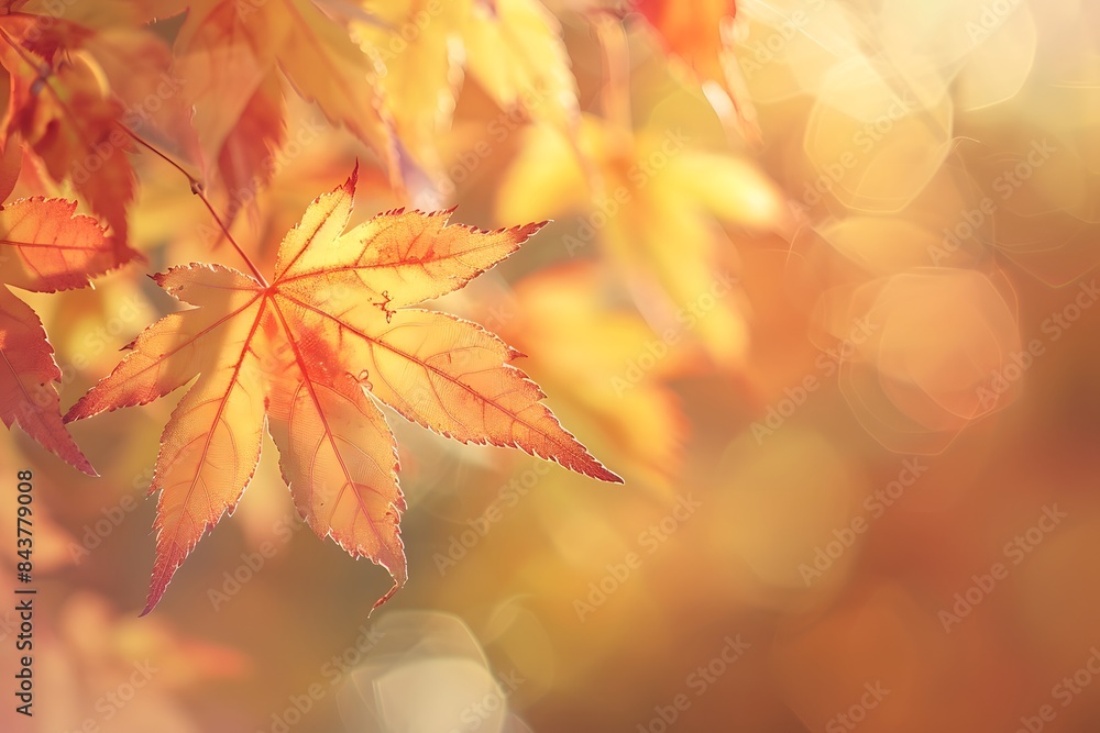 Golden Autumn Leaf in the Sunlight Golden Autumn Leaf in the Sunlight